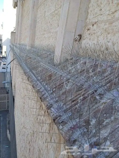 طرد الحمام شبابيك شوك 3