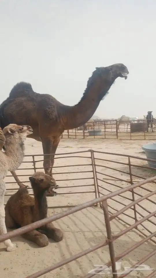 قعود سنه جدع ابو وحيدان بعير الامير متعب وامه دوسريه 1