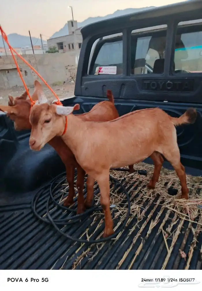 اثنين تيوسه سمان 1