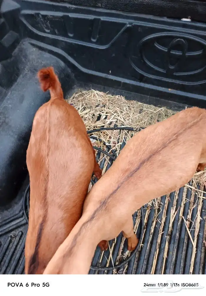 اثنين تيوسه سمان 3