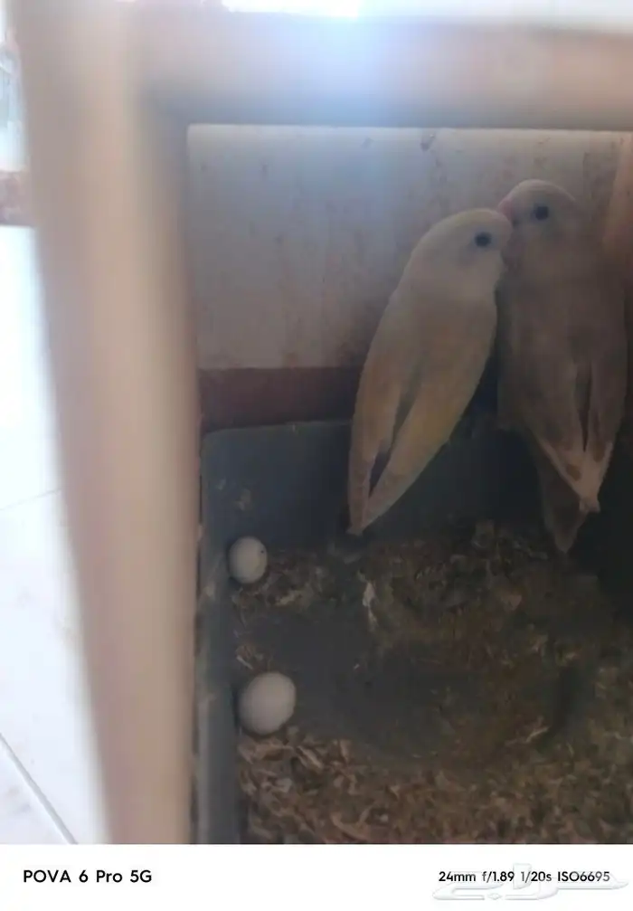 زوج روزللبيع انتاج مضمون 0