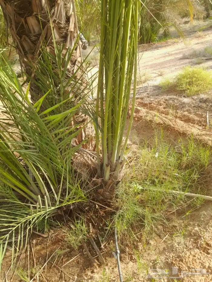 يوجد لدينا جميع فسايل النخل العربي والجثايث 2