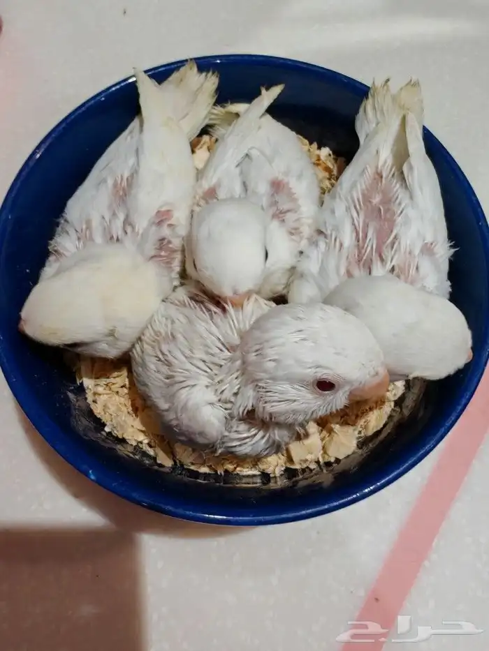 اربع فروخ روز البينو. (. تم البيع.) 2