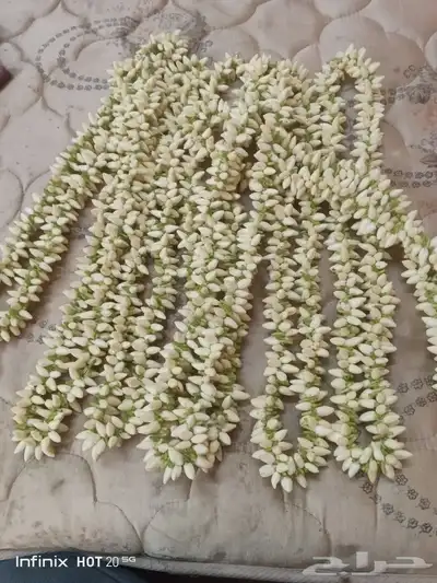 فل بلدي للبيع 0