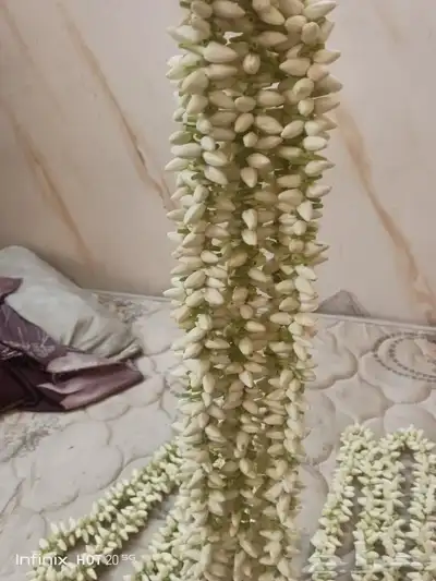 فل بلدي للبيع 2