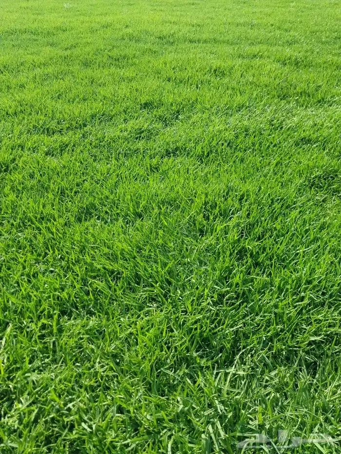 لجميع انواع الثيل الطبيعي درجة أولى صافي خالي من الحشاءش تور 0
