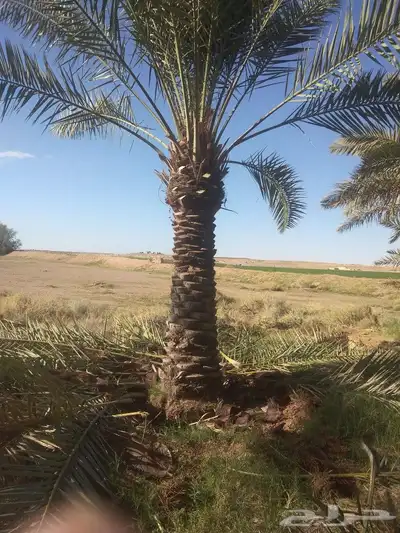 يوجد نخيل ولقاح بار من الدرجه الاولى بسعر مناسب وتوصيل 7