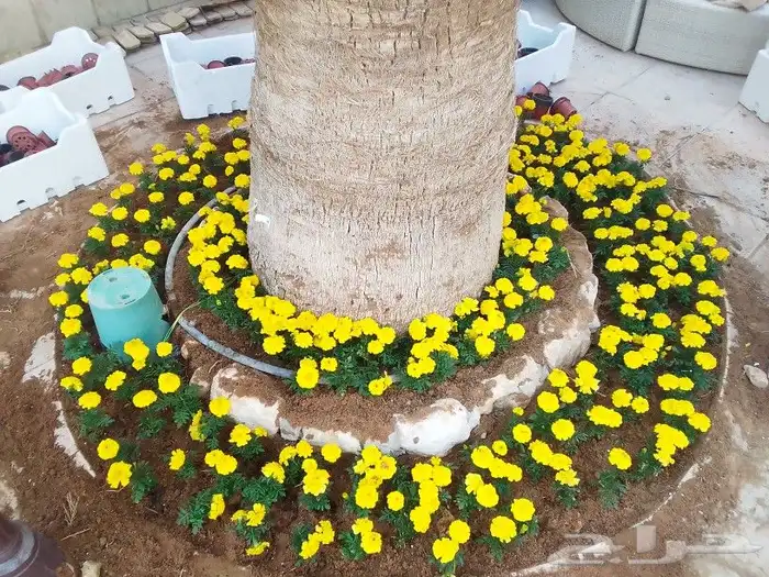 تنسيق حدائق وزراعه التيل وتركيب شبكة الري 5