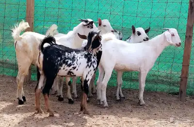 للبيع تيوس ليشيه سمان ومقفلات شحم 3