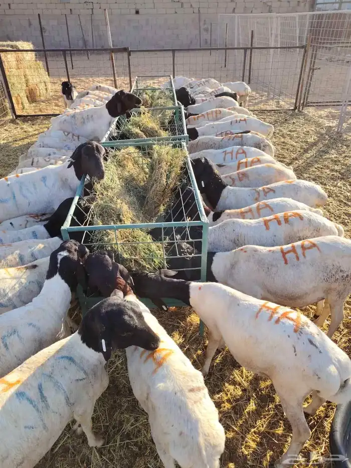 غنم للبيع برابر وتيوس بسعر الجمله 5