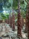 مشتل تنسيق حدائق 9