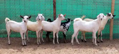 للبيع تيوس ليشيه سمان ومقفلات شحم 5