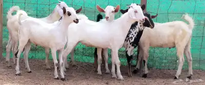 للبيع تيوس ليشيه سمان ومقفلات شحم 2