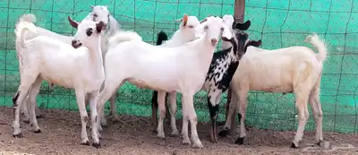 للبيع تيوس ليشيه سمان ومقفلات شحم 0