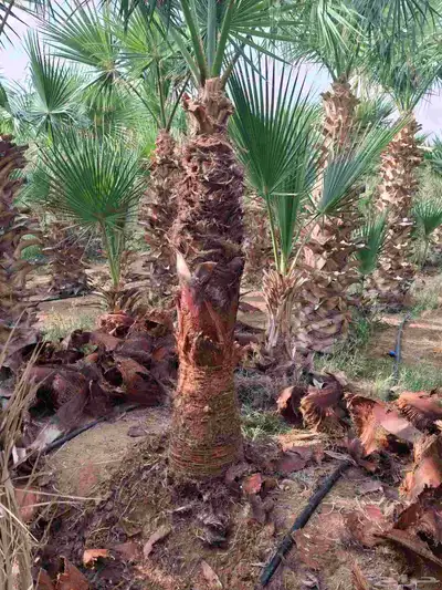 يوجدلدين جميع انواع انخل المثمره وزينه 2