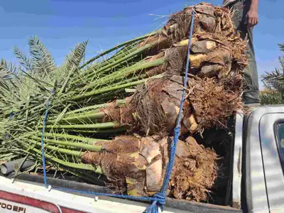 يوجدلدين جميع انواع انخل المثمره وزينه 0