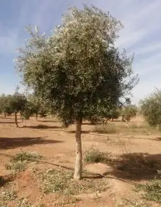 اشجار الزيتون ونخيل وشنطوني 8