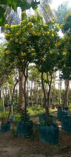 للزراعة وتوريد الاشجار 9