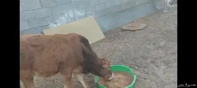 عجل وعجلة 3