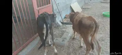 عجل وعجلة 4