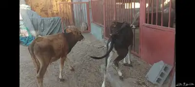 عجل وعجلة 7