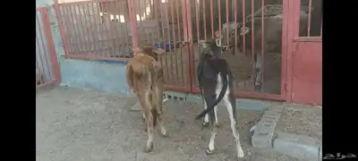 عجل وعجلة 5