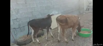 عجل وعجلة 8