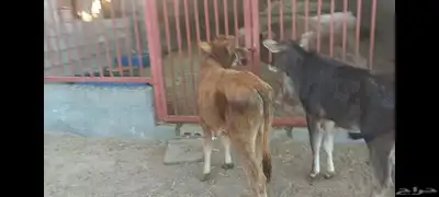عجل وعجلة 9