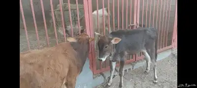 عجل وعجلة 2