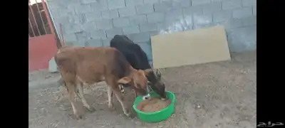 عجل وعجلة 1