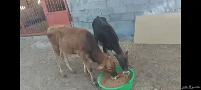 عجل وعجلة 0