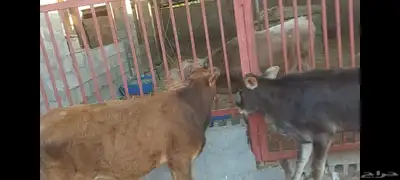 عجل وعجلة 6