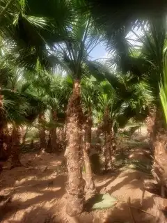 يوجدلدين جميع انواع انخل المثمره وزينه 6
