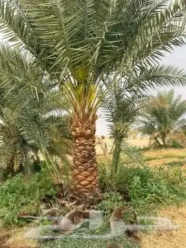 إسلام عليكم ورحمه الله وبركاته اخواني يوجد لدينا نخيل للبيع 1