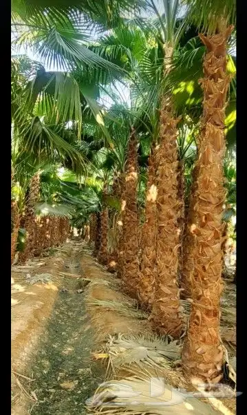 يوجد لا دينا جميع انواع النخيل واشنطني عربي اخلاص 6