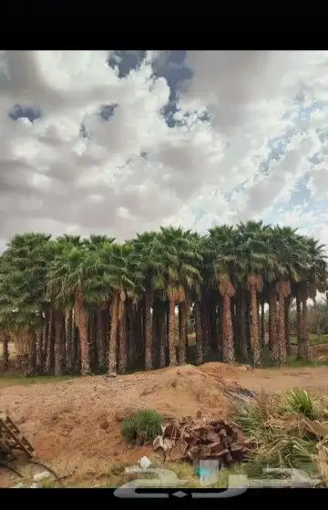يوجد لا دينا جميع انواع النخيل واشنطني عربي اخلاص 7