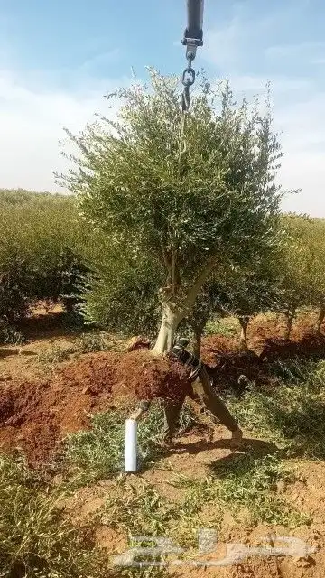 اشجار الزيتون ونخيل وشنطوني 5