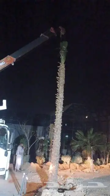 اشجار الزيتون ونخيل وشنطوني 12