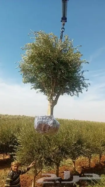 اشجار الزيتون ونخيل وشنطوني 6