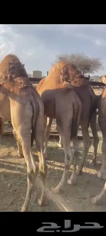 حشوان كفو كفو 1