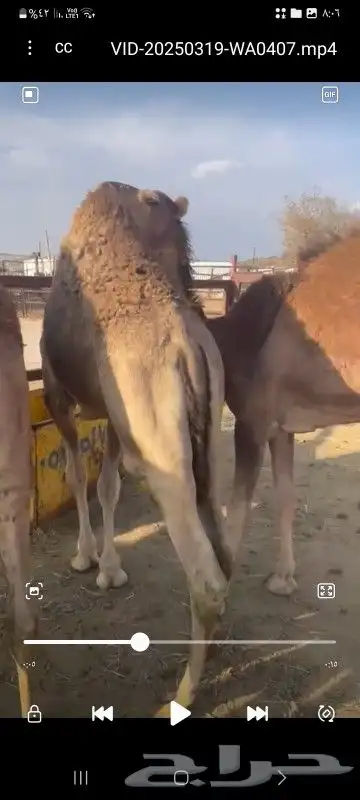 حشوان كفو كفو 0