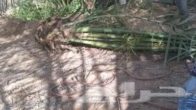 يوجدلدين جميع انواع انخل المثمره وزينه 7