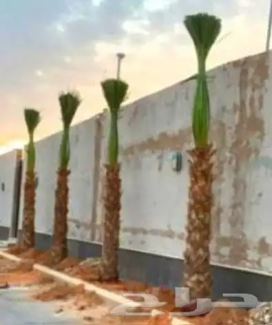 نخل واشنطن بجميع المقاسات 7