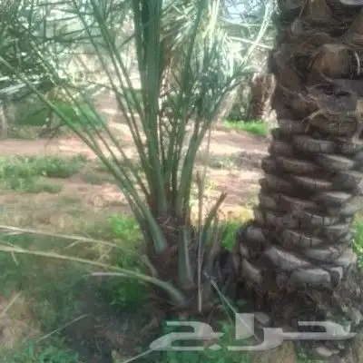 يوجد لا دينا جميع انواع النخيل واشنطني عربي اخلاص 0