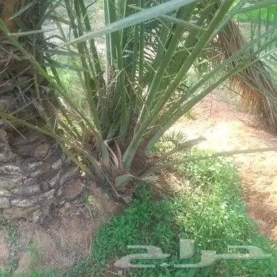 يوجد لا دينا جميع انواع النخيل واشنطني عربي اخلاص 4