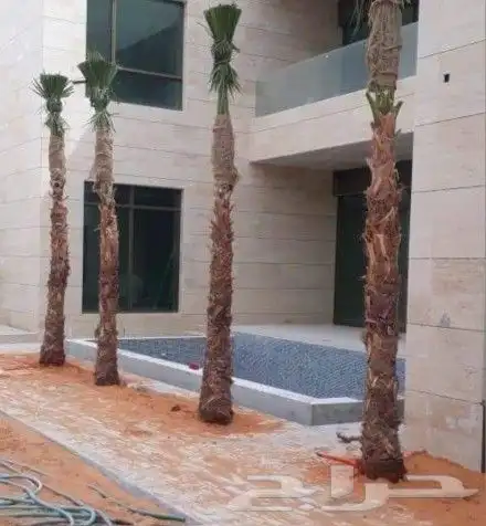 نخل واشنطن بجميع المقاسات 6