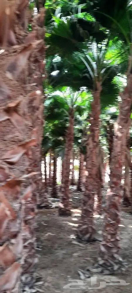 نخل واشنطن بجميع المقاسات 0