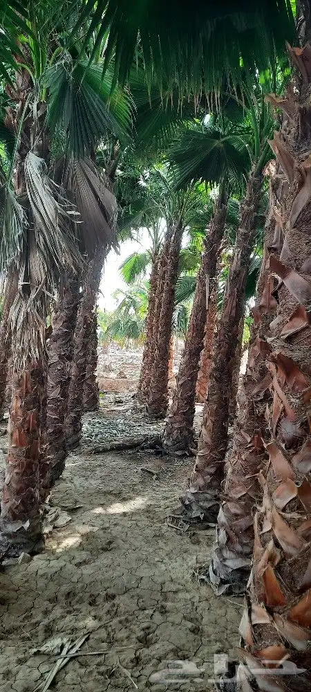 نخل واشنطن بجميع المقاسات 2