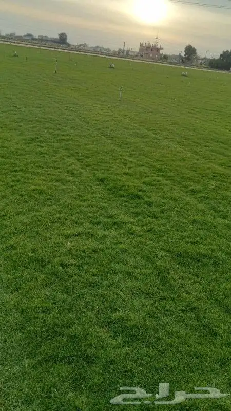 للزراعة وتوريد الاشجار 6