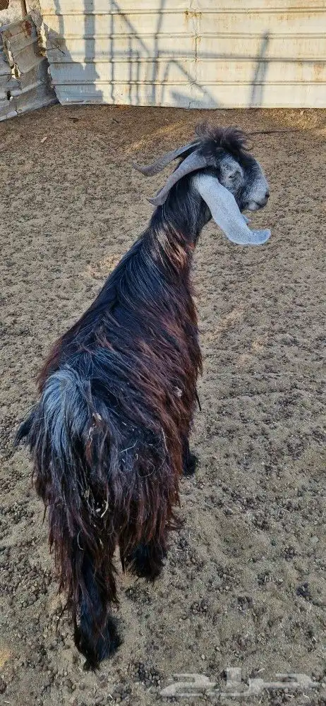 تيس جذع سمين 2